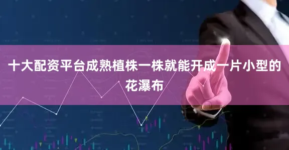 十大配资平台成熟植株一株就能开成一片小型的花瀑布